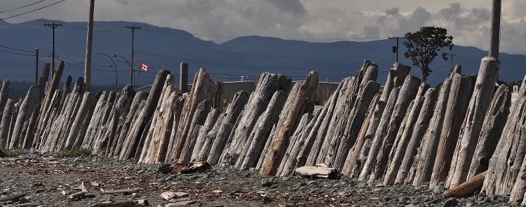 driftwood